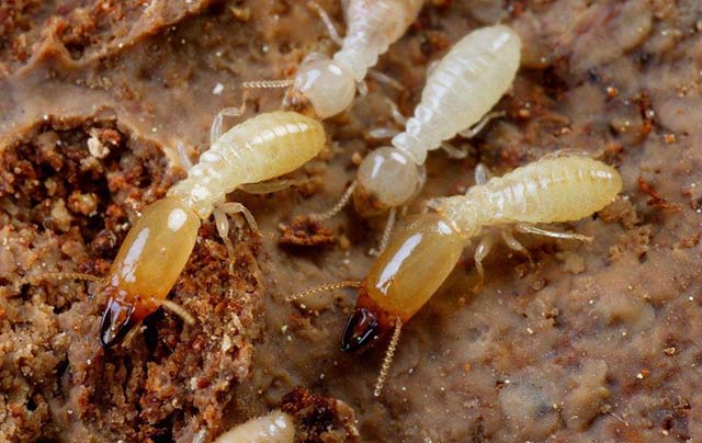 白蚁的社会性特征明显 相互间有近亲关系